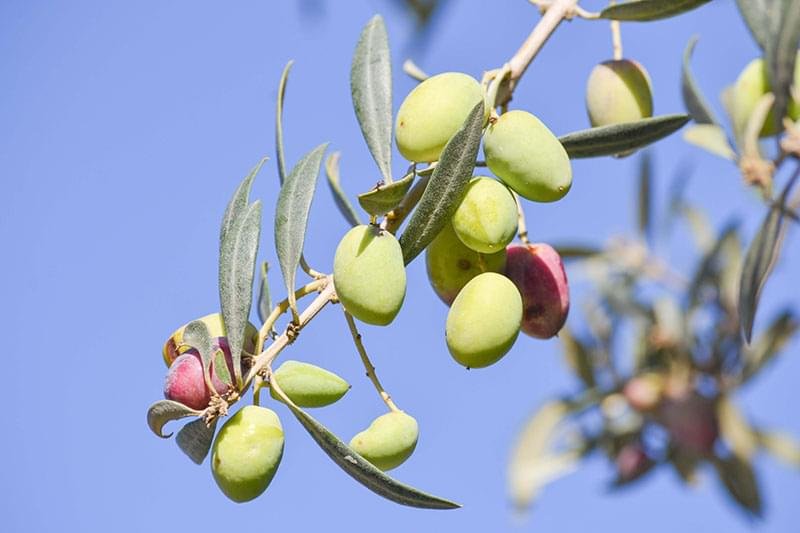 Bois d'olivier, cadeaux en bois d'olivier